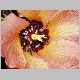 hibiscus tiliaceus-x4.jpg